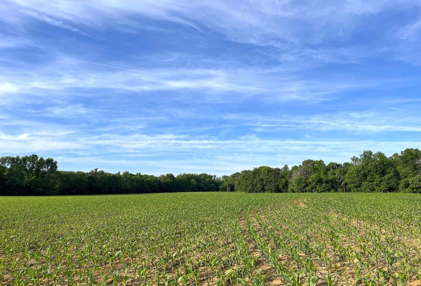 11385 18 HWY, Bolivar, Tennessee 38008, ,Land,For Sale,18,10220844