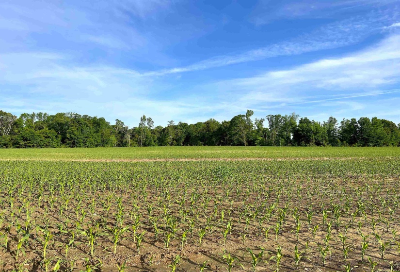 11385 18 HWY, Bolivar, Tennessee 38008, ,Land,For Sale,18,10220844