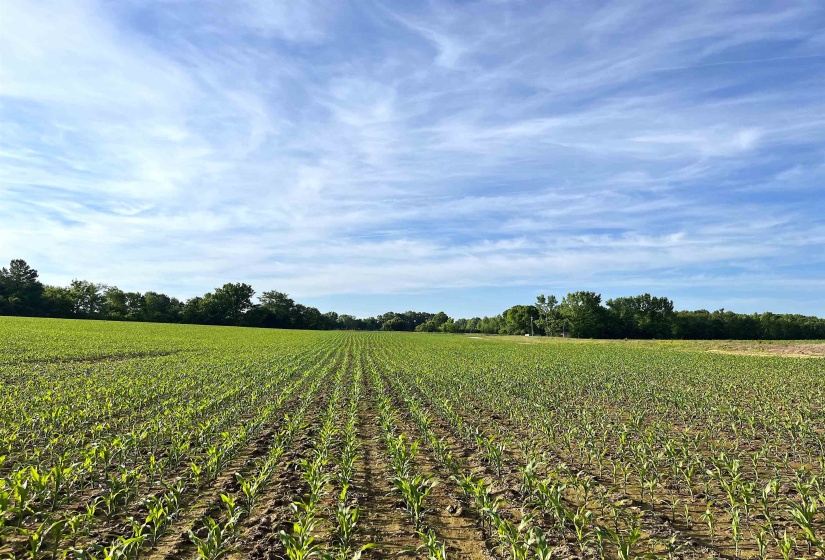 11385 18 HWY, Bolivar, Tennessee 38008, ,Land,For Sale,18,10220844