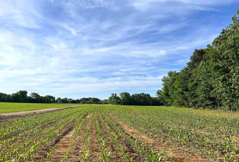 11385 18 HWY, Bolivar, Tennessee 38008, ,Land,For Sale,18,10220844