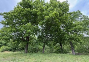 0 OLD HWY 72 HWY, Ashland, Mississippi 38603, ,Land,For Sale,OLD HWY 72,10220847