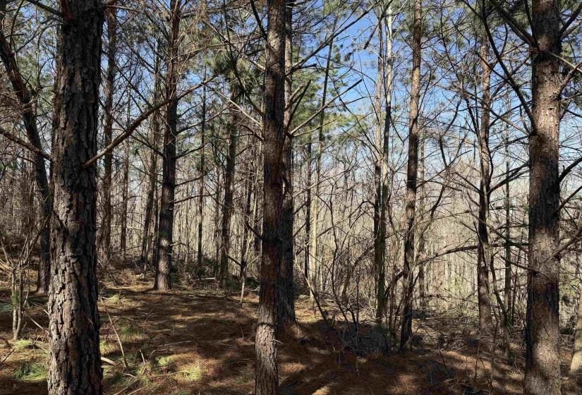 6 PYBURN DR, Savannah, Tennessee 38372, ,Land,For Sale,PYBURN,10220873