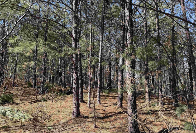 6 PYBURN DR, Savannah, Tennessee 38372, ,Land,For Sale,PYBURN,10220873