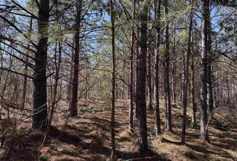 6 PYBURN DR, Savannah, Tennessee 38372, ,Land,For Sale,PYBURN,10220873