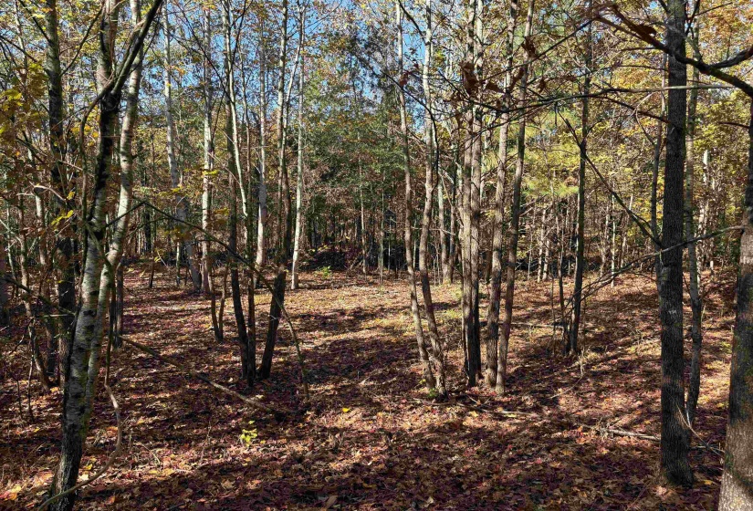 0 BETHUEL RD, Millington, Tennessee 38053, 0 , 0 ,0,Land,For Sale,BETHUEL,0,10220988