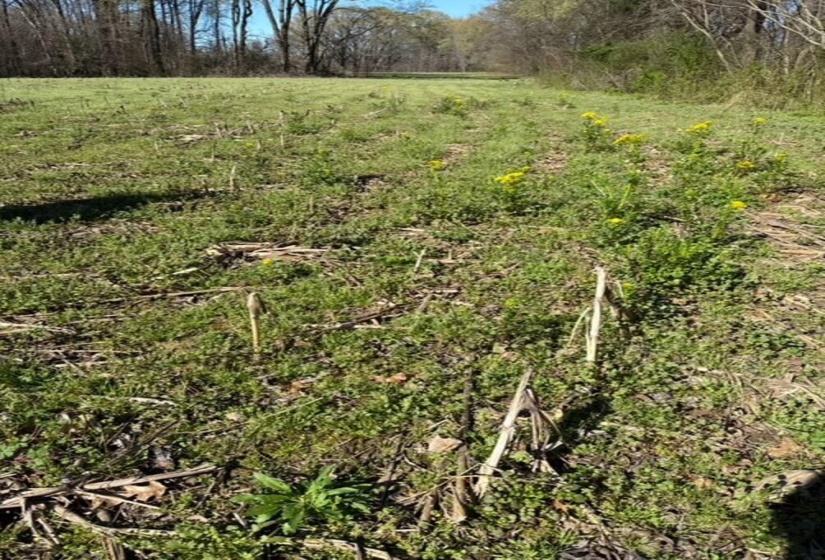Expansive open field with green ground cover and scattered yellow wildflowers