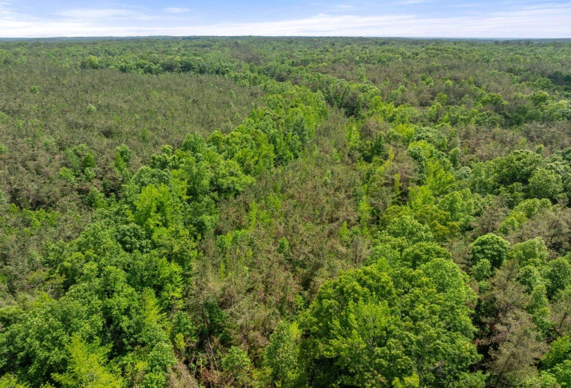 TBD COUNTY ROAD 377 RD, Burnsville, Mississippi 38833, ,Land,For Sale,COUNTY ROAD 377,10221313