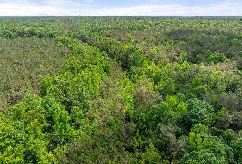 TBD COUNTY ROAD 377 RD, Burnsville, Mississippi 38833, ,Land,For Sale,COUNTY ROAD 377,10221313