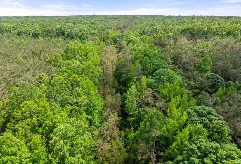 TBD COUNTY ROAD 377 RD, Burnsville, Mississippi 38833, ,Land,For Sale,COUNTY ROAD 377,10221313