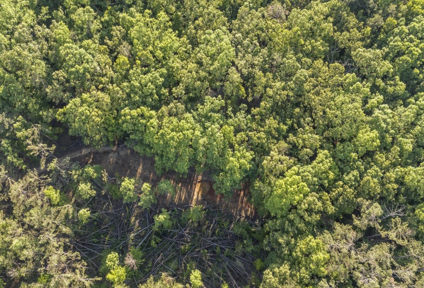 Wooded acreage featuring a natural clearing