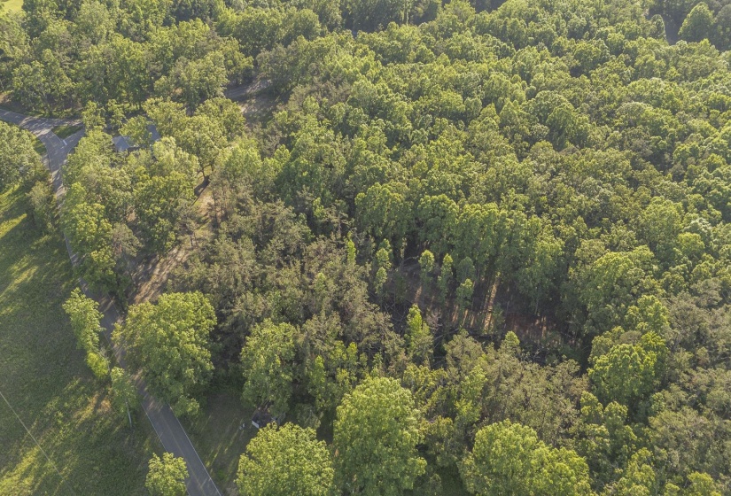 Expansive tree coverage with dense foliage