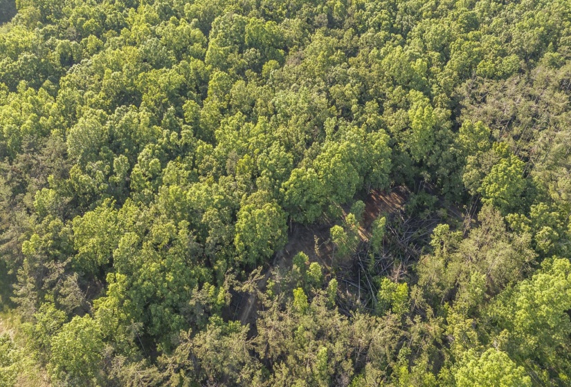 Expansive wooded acreage featuring a mix of mature deciduous and evergreen trees, with a cleared central area
