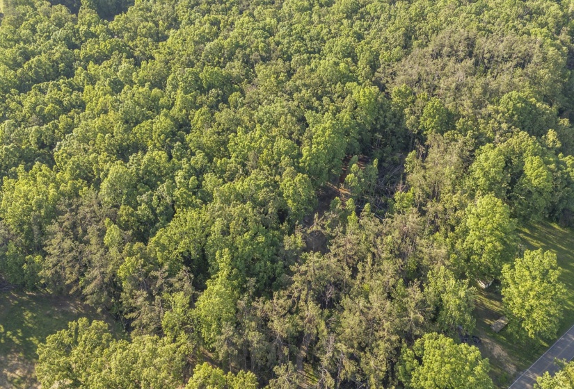 Expansive wooded acreage featuring a mix of mature deciduous and coniferous trees