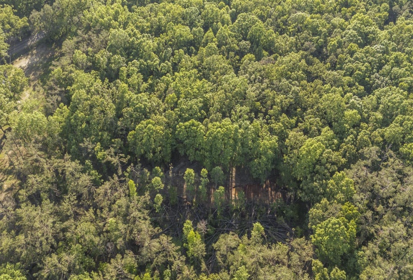 Expansive wooded acreage featuring a mix of mature deciduous and evergreen trees, with cleared sections indicating potential development opportunities