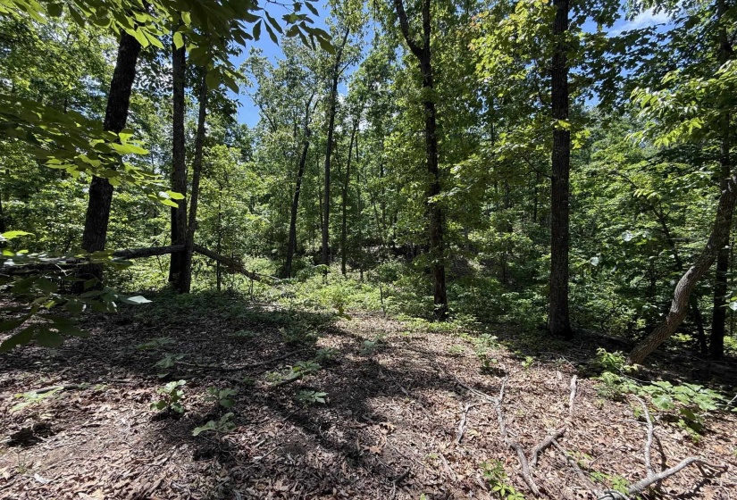 275 MOCKINGBIRD LN, Savannah, Tennessee 38372, 0 , 0 ,0,Land,For Sale,MOCKINGBIRD,0,10221346