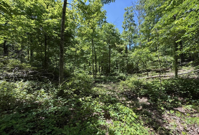 275 MOCKINGBIRD LN, Savannah, Tennessee 38372, 0 , 0 ,0,Land,For Sale,MOCKINGBIRD,0,10221346