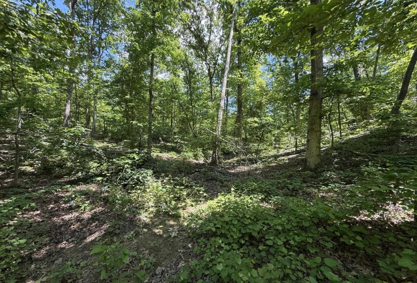 275 MOCKINGBIRD LN, Savannah, Tennessee 38372, 0 , 0 ,0,Land,For Sale,MOCKINGBIRD,0,10221346