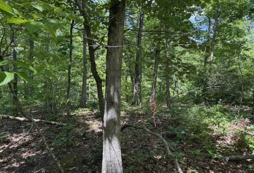 275 MOCKINGBIRD LN, Savannah, Tennessee 38372, 0 , 0 ,0,Land,For Sale,MOCKINGBIRD,0,10221346