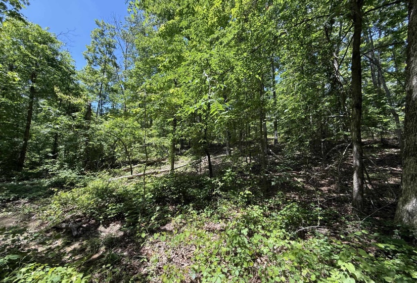 275 MOCKINGBIRD LN, Savannah, Tennessee 38372, 0 , 0 ,0,Land,For Sale,MOCKINGBIRD,0,10221346
