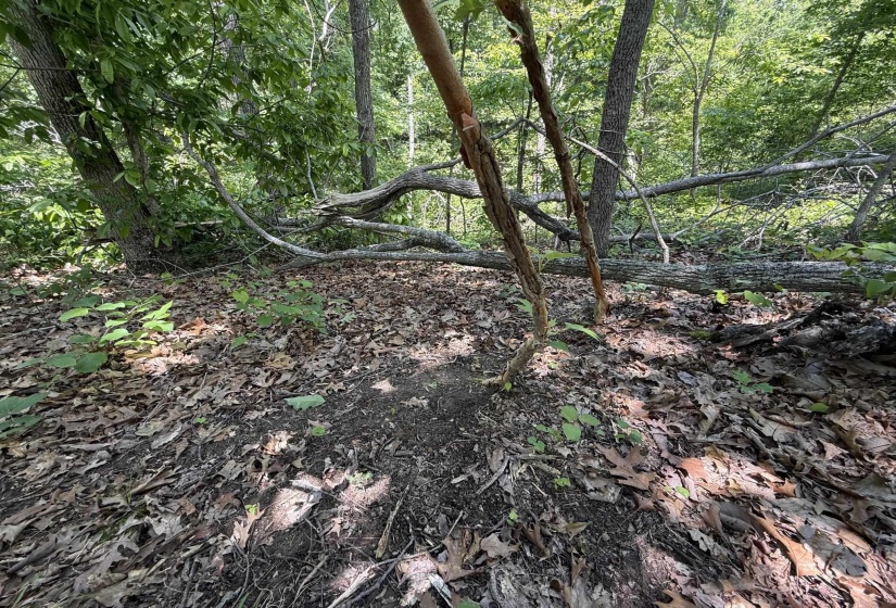 275 MOCKINGBIRD LN, Savannah, Tennessee 38372, 0 , 0 ,0,Land,For Sale,MOCKINGBIRD,0,10221346