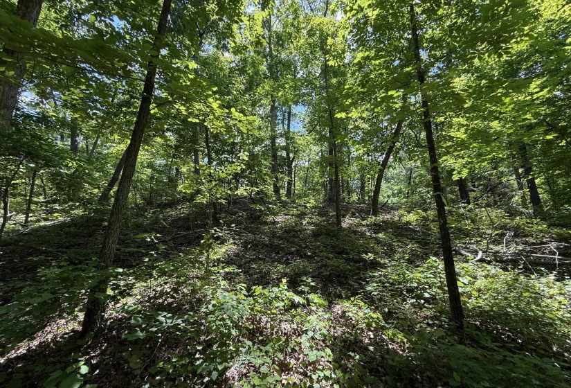 275 MOCKINGBIRD LN, Savannah, Tennessee 38372, 0 , 0 ,0,Land,For Sale,MOCKINGBIRD,0,10221346