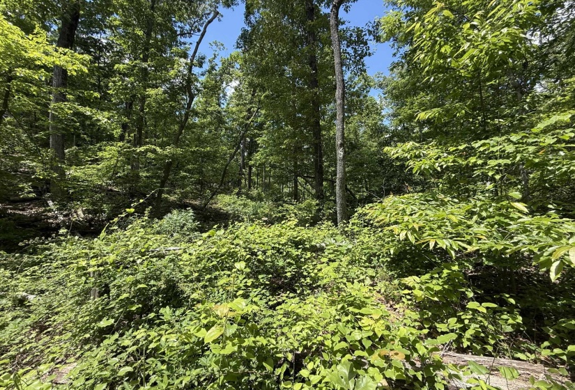 275 MOCKINGBIRD LN, Savannah, Tennessee 38372, 0 , 0 ,0,Land,For Sale,MOCKINGBIRD,0,10221346