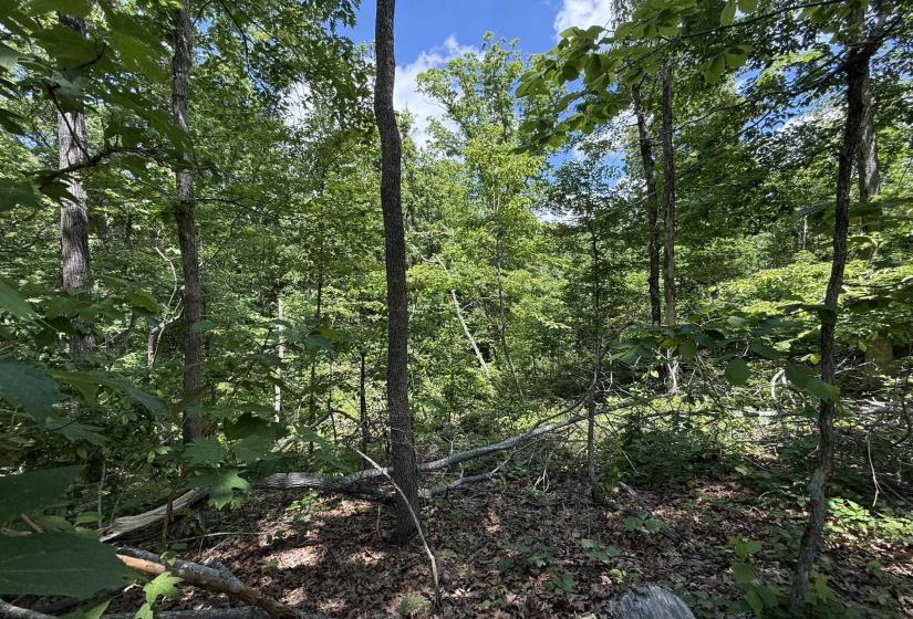275 MOCKINGBIRD LN, Savannah, Tennessee 38372, 0 , 0 ,0,Land,For Sale,MOCKINGBIRD,0,10221346
