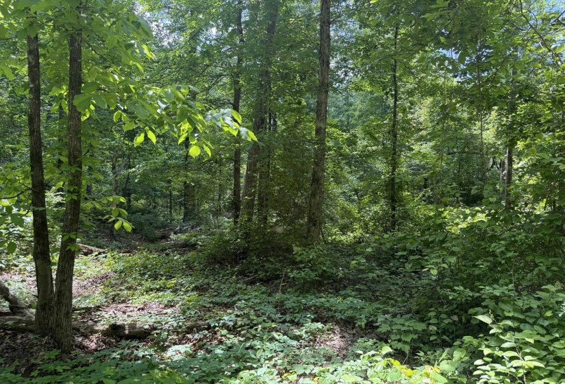 275 MOCKINGBIRD LN, Savannah, Tennessee 38372, 0 , 0 ,0,Land,For Sale,MOCKINGBIRD,0,10221346