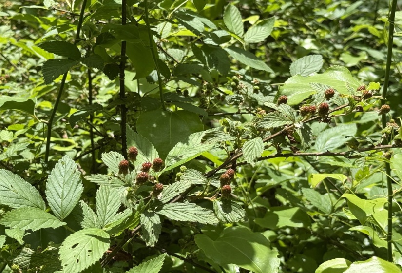 275 MOCKINGBIRD LN, Savannah, Tennessee 38372, 0 , 0 ,0,Land,For Sale,MOCKINGBIRD,0,10221346