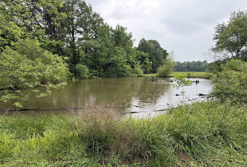 Expansive pond featuring surrounding foliage, mature trees, and natural vegetation