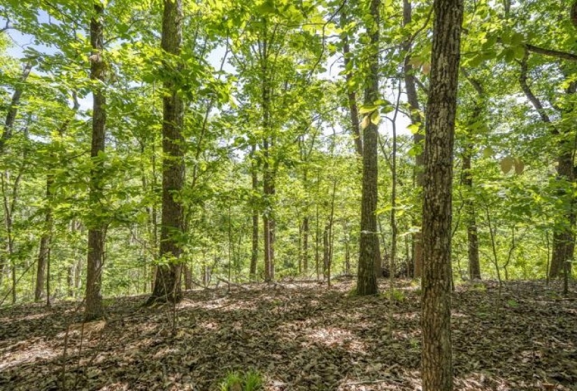 0 HOLLOW TREE RD, Savannah, Tennessee 38372, 0 , 0 ,0,Land,For Sale,HOLLOW TREE,0,10221469