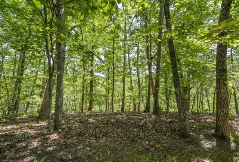 0 HOLLOW TREE RD, Savannah, Tennessee 38372, 0 , 0 ,0,Land,For Sale,HOLLOW TREE,0,10221469