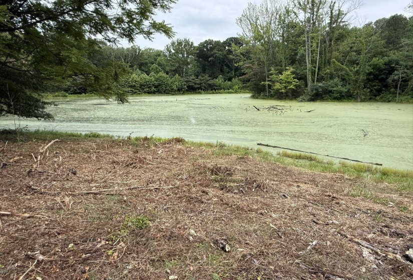 Pond with green surface vegetation and surrounding dense foliage