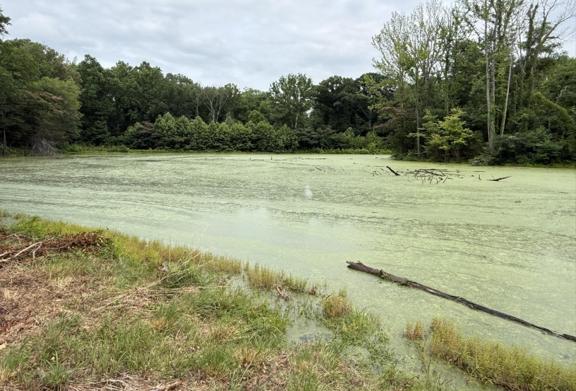 Pond with natural greenery perimeter, surrounded by established trees