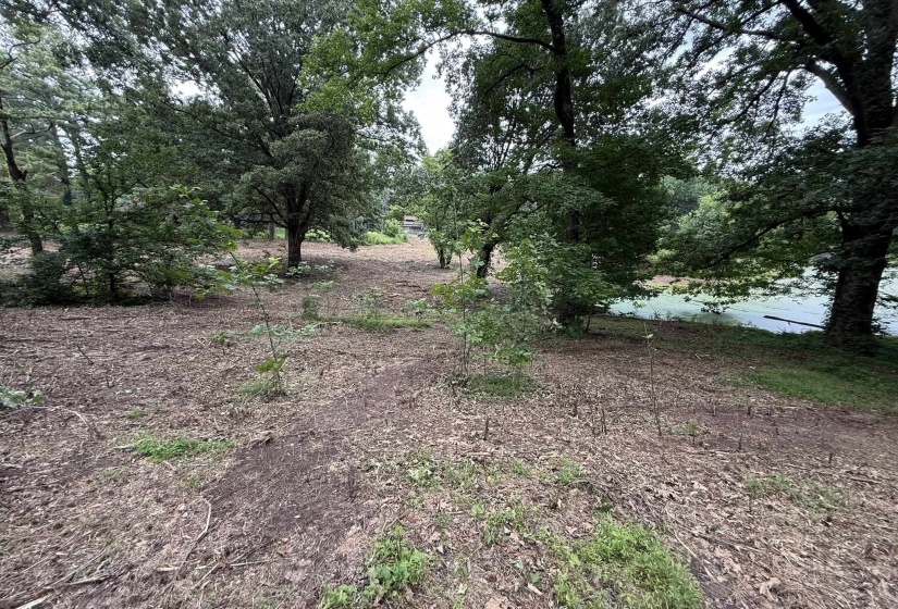 Wooded landscape featuring mature trees and natural ground cover