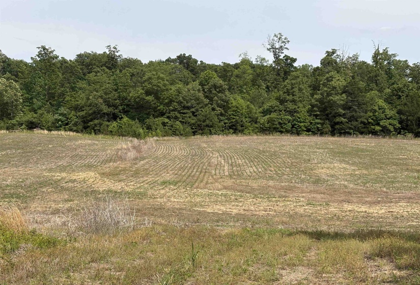 1200 SAND RIDGE BARGERTON RD, Lexington, Tennessee 38351, ,Land,For Sale,SAND RIDGE BARGERTON,10221809