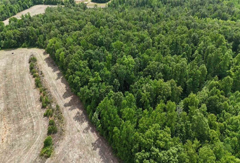 1200 SAND RIDGE BARGERTON RD, Lexington, Tennessee 38351, ,Land,For Sale,SAND RIDGE BARGERTON,10221809