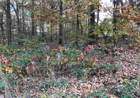 1 COUNTRYWOODS DR, Selmer, Tennessee 38375, ,Land,For Sale,COUNTRYWOODS,10221850 1 COUNTRYWOODS DR, Selmer, Tennessee 38375, ,Land,For Sale,COUNTRYWOODS,10221850