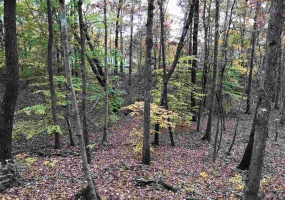 20 COUNTRY WOODS DR, Selmer, Tennessee 38375, ,Land,For Sale,COUNTRY WOODS,10221854 20 COUNTRY WOODS DR, Selmer, Tennessee 38375, ,Land,For Sale,COUNTRY WOODS,10221854