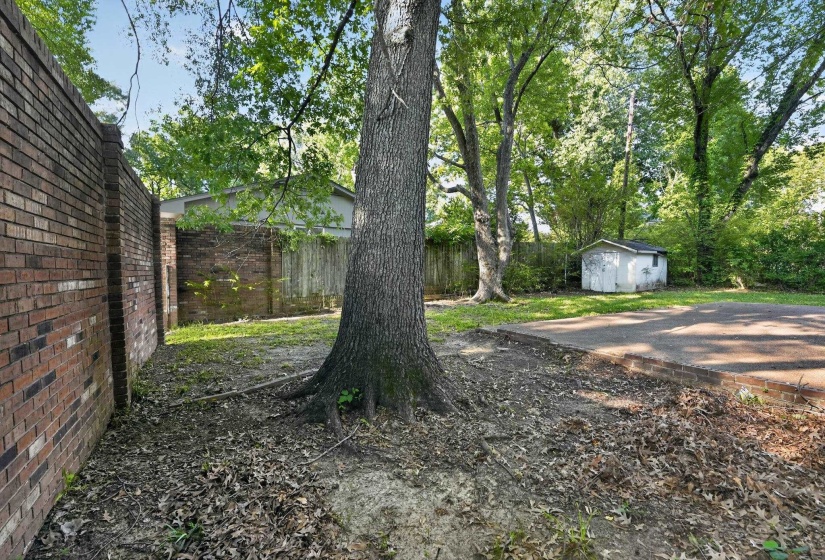 Expansive exterior area featuring a large mature tree, a full brick perimeter wall, a partial wood fence, a small storage shed, and a paved surface