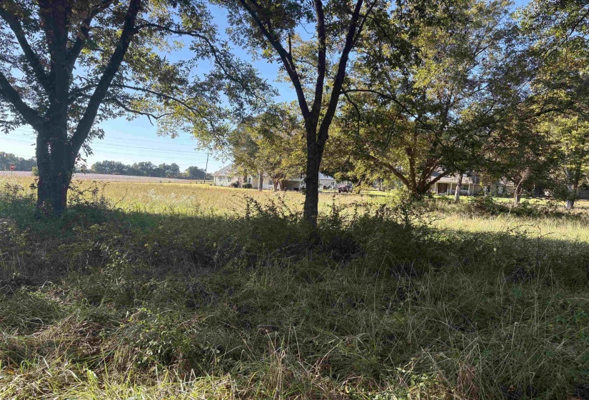 Expansive open field with scattered trees and distant residential structures