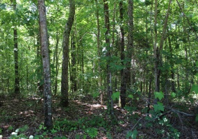 000 EBENEZER RD, Toone, Tennessee 38381, ,Land,For Sale,EBENEZER,10222176