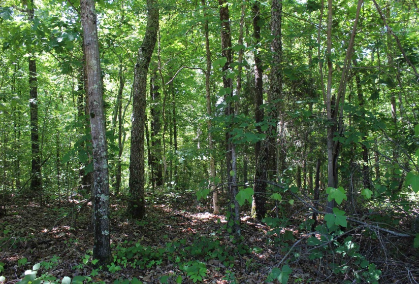 000 EBENEZER RD, Toone, Tennessee 38381, ,Land,For Sale,EBENEZER,10222176