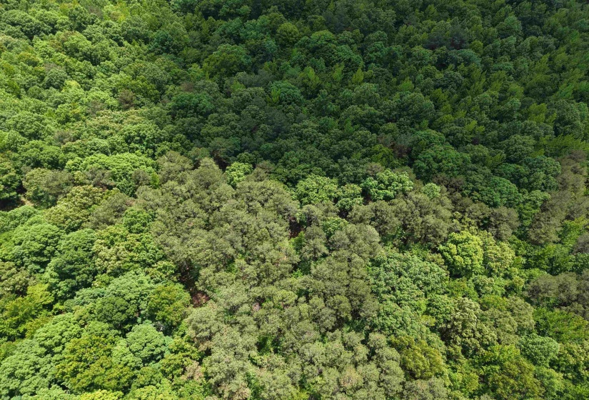 000 EBENEZER RD, Toone, Tennessee 38381, ,Land,For Sale,EBENEZER,10222176