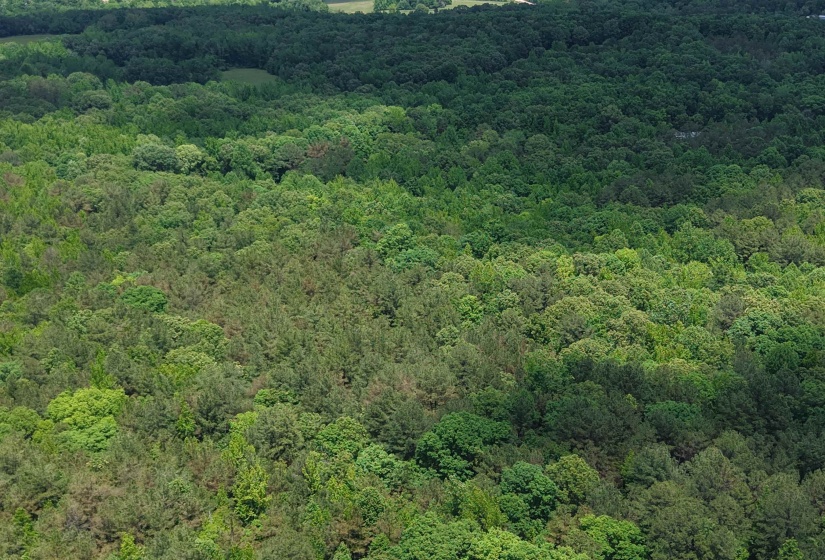 000 EBENEZER RD, Toone, Tennessee 38381, ,Land,For Sale,EBENEZER,10222176