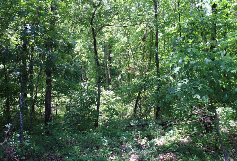 000 EBENEZER RD, Toone, Tennessee 38381, ,Land,For Sale,EBENEZER,10222176