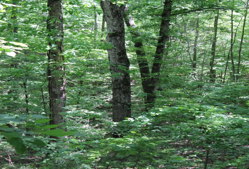 000 EBENEZER RD, Toone, Tennessee 38381, ,Land,For Sale,EBENEZER,10222176