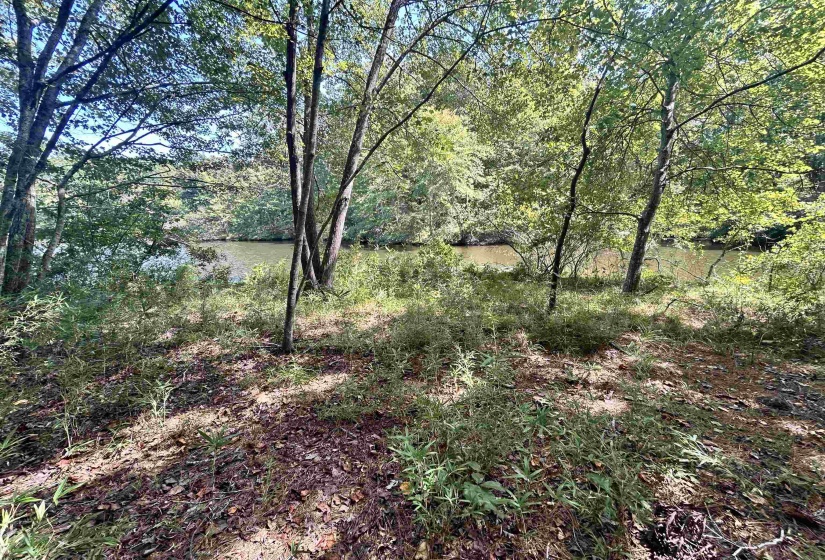 View of woods with a water view
