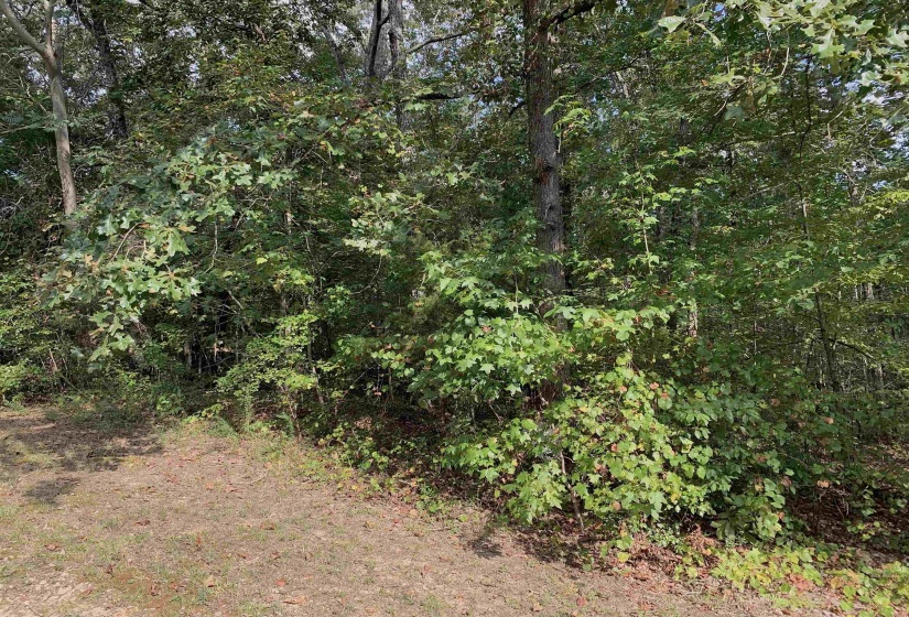 View of local wilderness