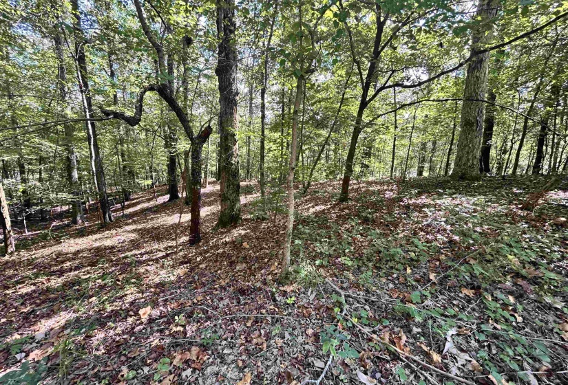 View of woods
